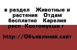  в раздел : Животные и растения » Отдам бесплатно . Карелия респ.,Костомукша г.